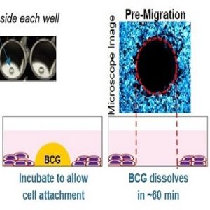 CELL MIGRATION