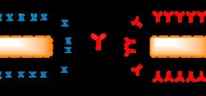 Gold Nanorods Conjugation Kits