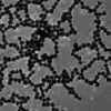NanoChains